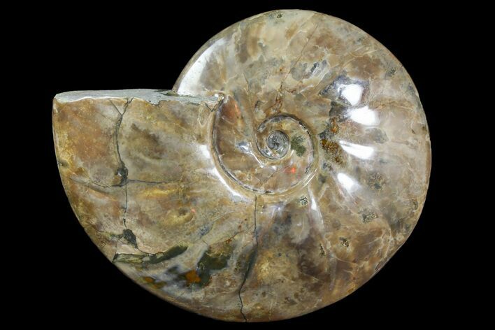Polished Ammonite Fossil - Madagascar #166689